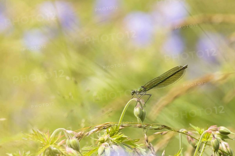 Banded demoiselle (calopteryx splendens)