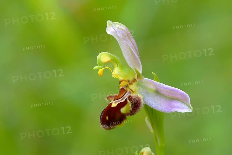 Bee orchid (Ophrys apifera)