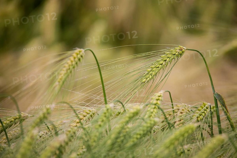 Ear of Barley (Hordeum vulgare) with dewdrops