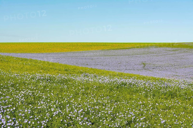 Flax (Linum usitatissimum) field in flower