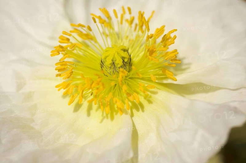 Macro Iceland poppie bloom with narrow depth of field