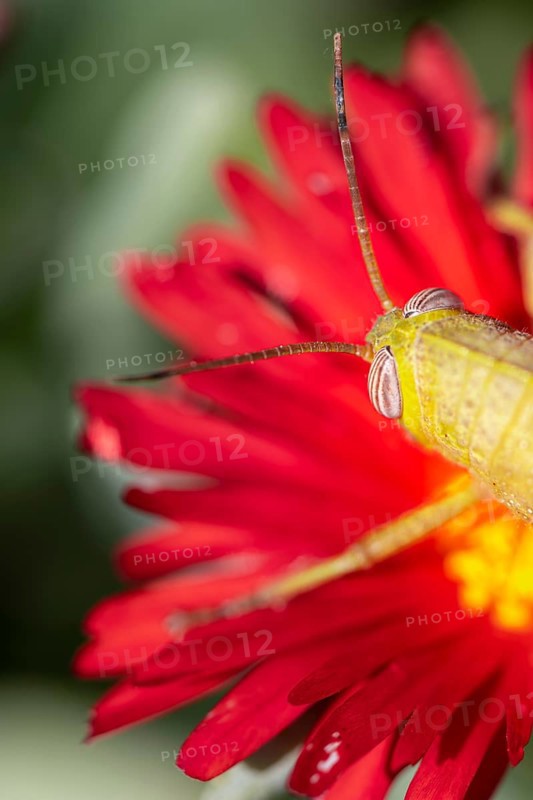 Egyptian locust (Anacridium aegyptium) on a flower