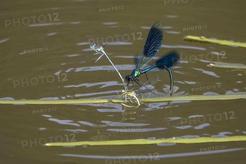 Banded demoiselle (calopteryx splendens)
