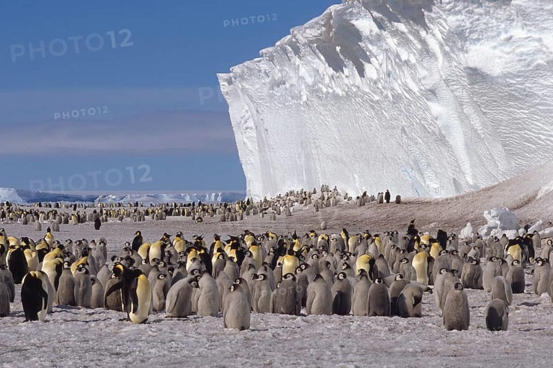 Emperor penguin (Aptenodytes forsteri) colony in front of iceberg