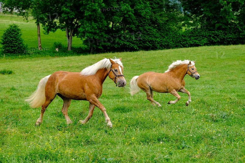 Haflinger