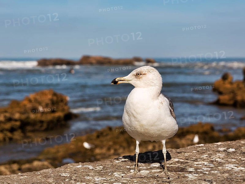 Yellow-legged gull (Larus michahellis) on a wall