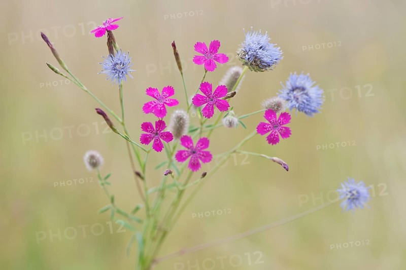 Maiden pinks (Dianthus deltoides)