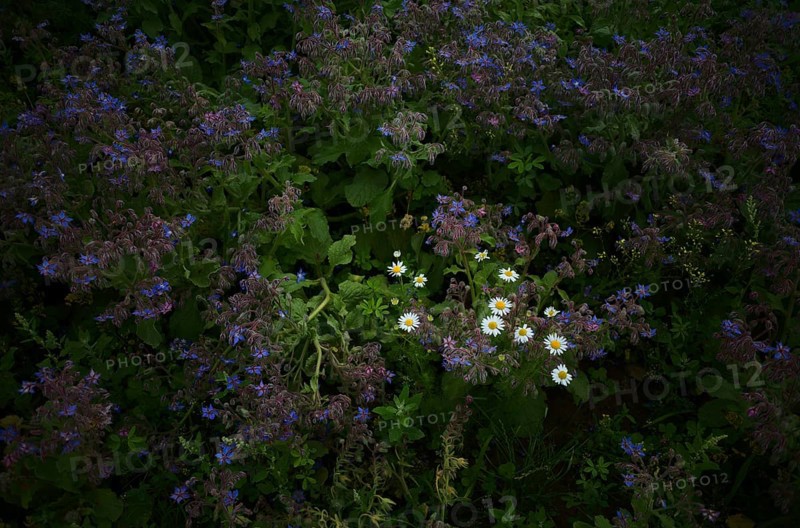 Marguerites (Leucanthemum) amidst spice borage (Borrago officinalis)