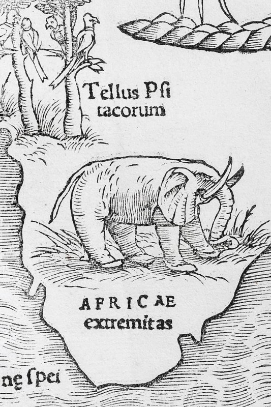 Elephant