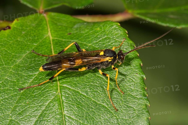 Amblyteles armatorius (Amblyteles armatorius) on a leaf