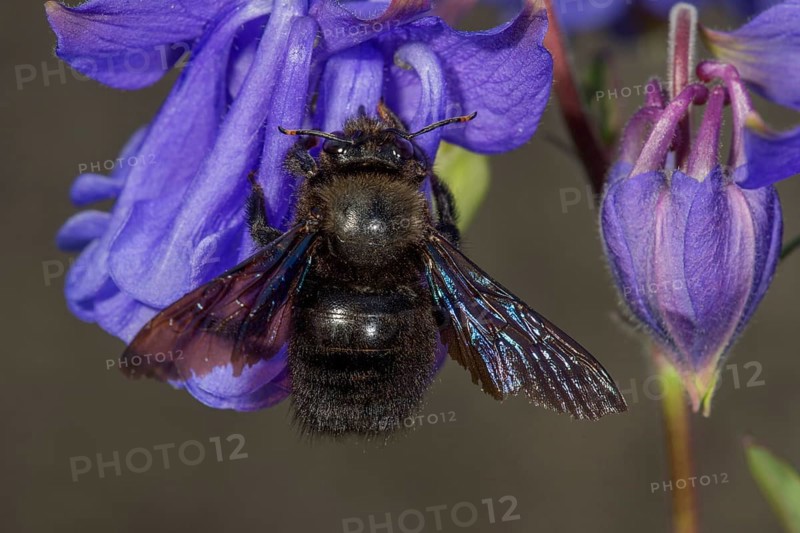 Violet carpenter bee (Xylocopa violacea) on columbine flower