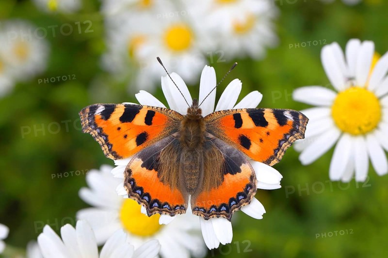 Small tortoiseshell (Aglais urticae) butterfly sitting on daisy flower (Leucanthemum)