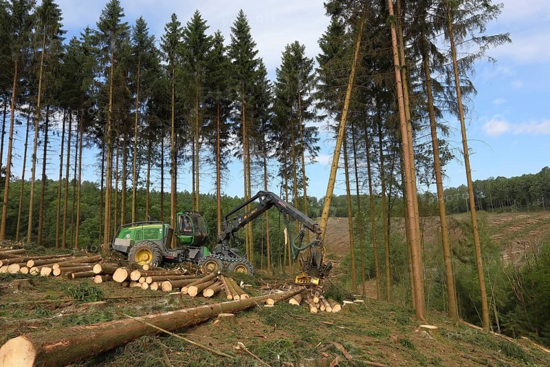 Harvester harvesting spruce infested with Grained spruce bark beetle (Cryphalus abietis)