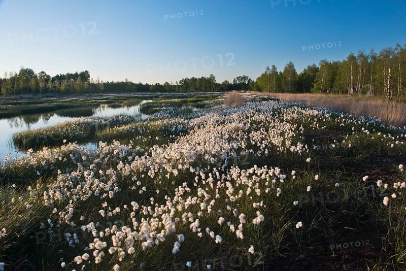 Common cottongrass (Eriophorum angustifolium) in a rewetting area