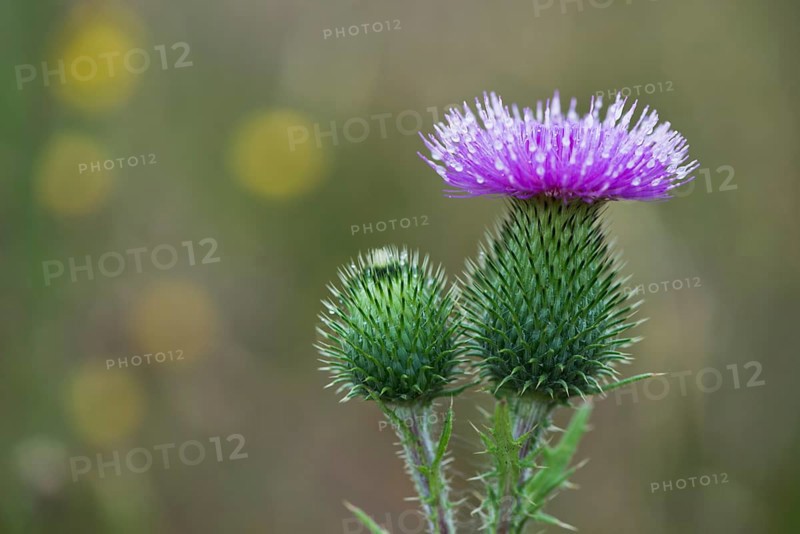 Spear Thistle (Cirsium vulgare)