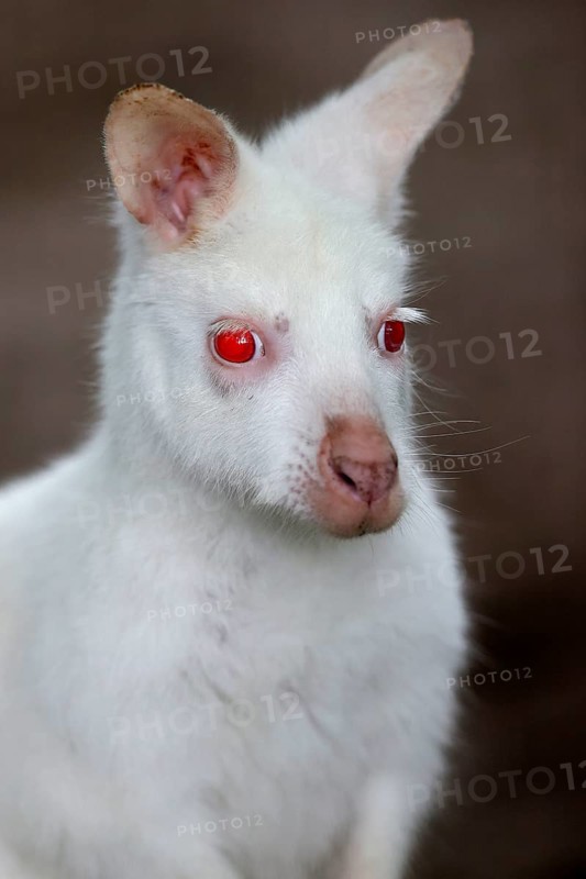 Red-necked wallaby (Macropus rufogriseus)