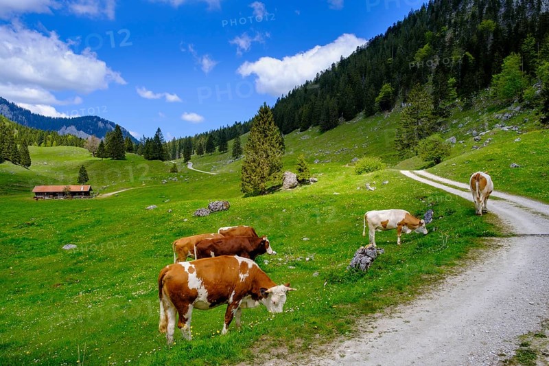 Cows on the mountain pasture