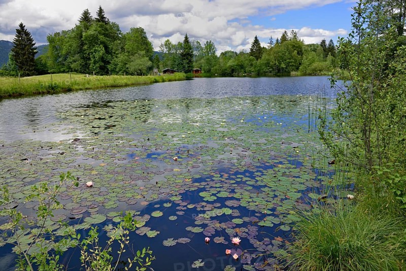 Moor pond