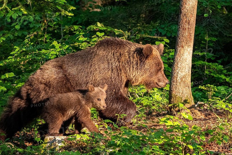 European brown bear (Ursus arctos arctos)