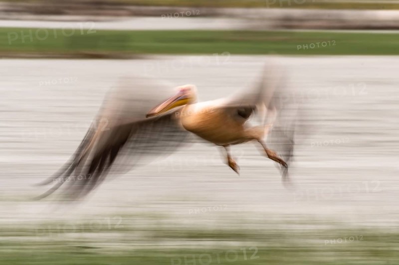 Dalmatian pelican (Pelecanus crispus) flying