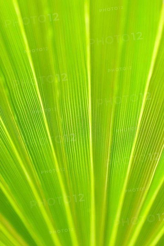 Fan palm Mexican Fan Palm (Washingtonia robusta)