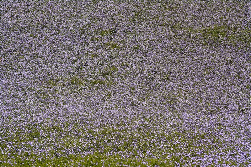 Flax (Linum usitatissimum) field in flower