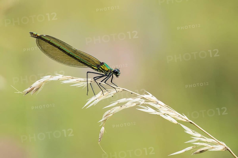 Banded demoiselle (calopteryx splendens)