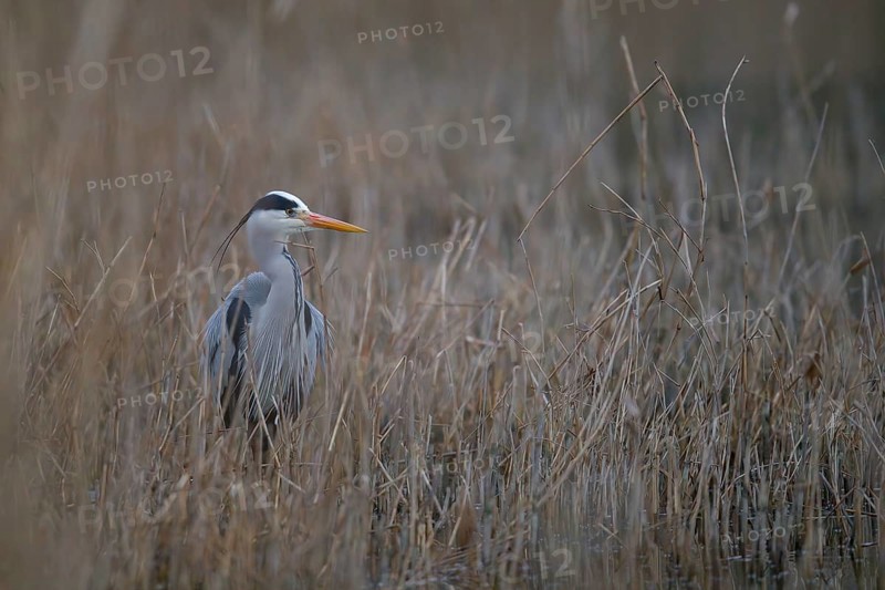 A grey heron (Ardea cinerea) standing in riparian vegetation