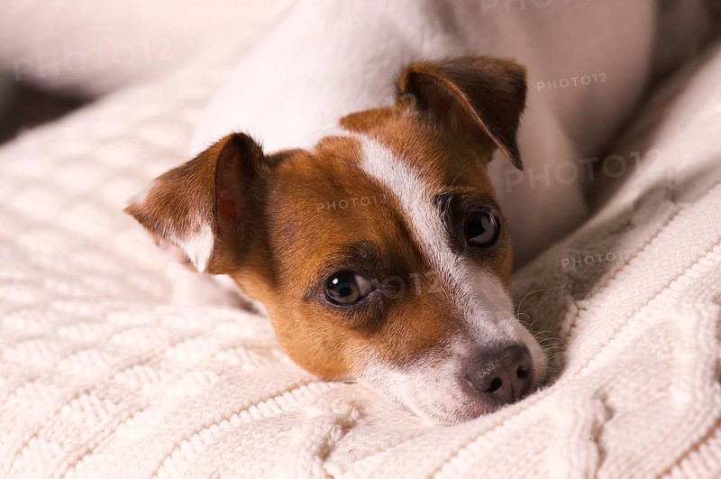 Jack russell terrier dog portrait on pillow