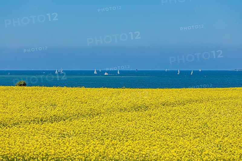 Rape field near Luetjenbrode