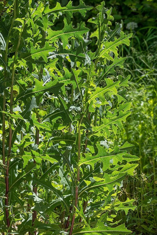 Lactuca serriola (Lactuca serriola)