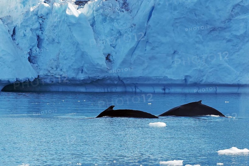Two humpback whales