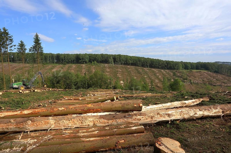 Harvester harvesting spruce infested with Grained spruce bark beetle (Cryphalus abietis)