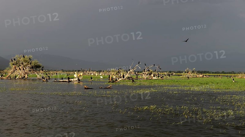 Cormorants (Phalacrocoracidae) and Dalmatian pelicans (Pelecanus crispus)