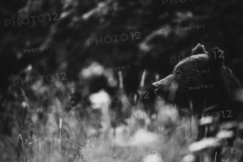 Brown bear (Ursus arctos)