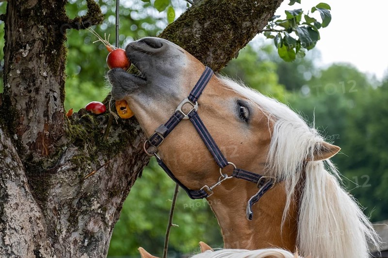 Haflinger
