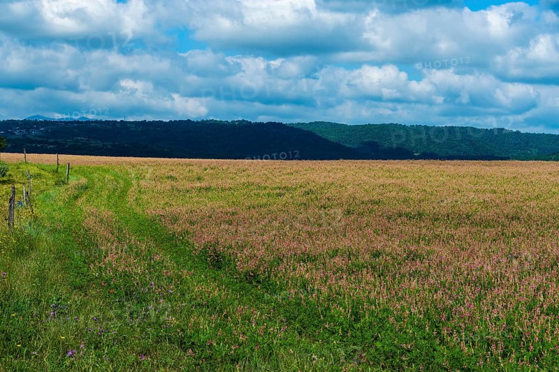 Alfalfa field in Limagne plain