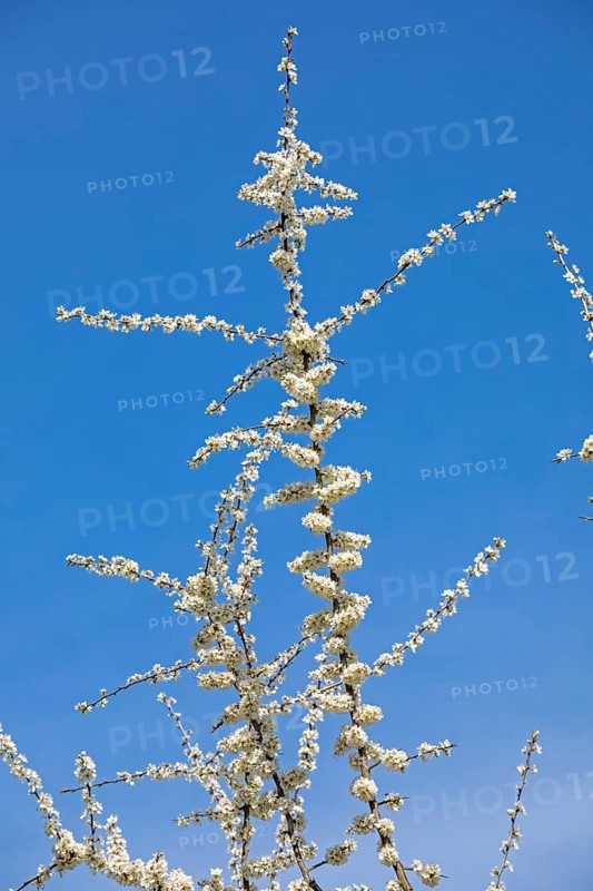 Flowering Blackthorn (Prunus spinosa)