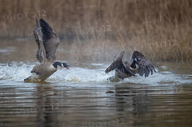 A Canada goose (Branta canadensis) gander chases a rival across the water surface during courtship