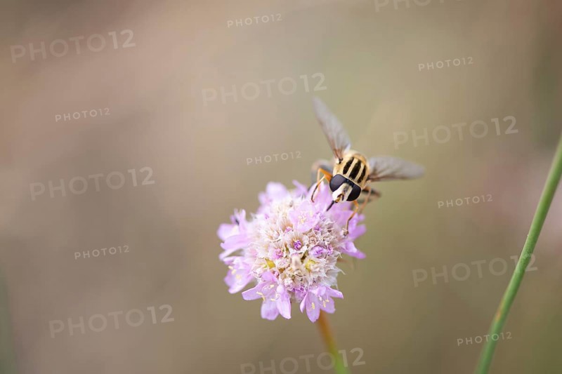 Dangling sunlover (Helophilus pendulus)