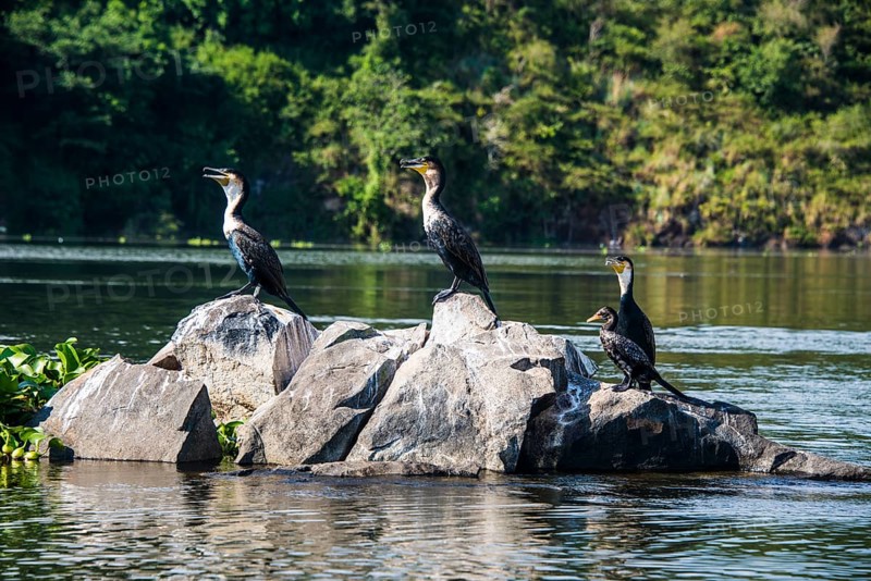 White-breasted Cormorans (Phalacrocorax lucidus) sitting on a tree on a little island at the source of the Nile