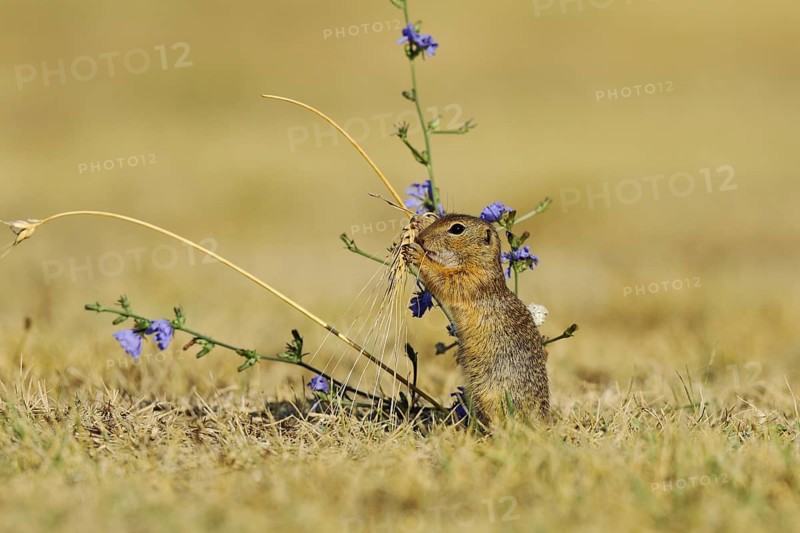 European Suslik (Spermophilus citellus) feeding a barley ferry