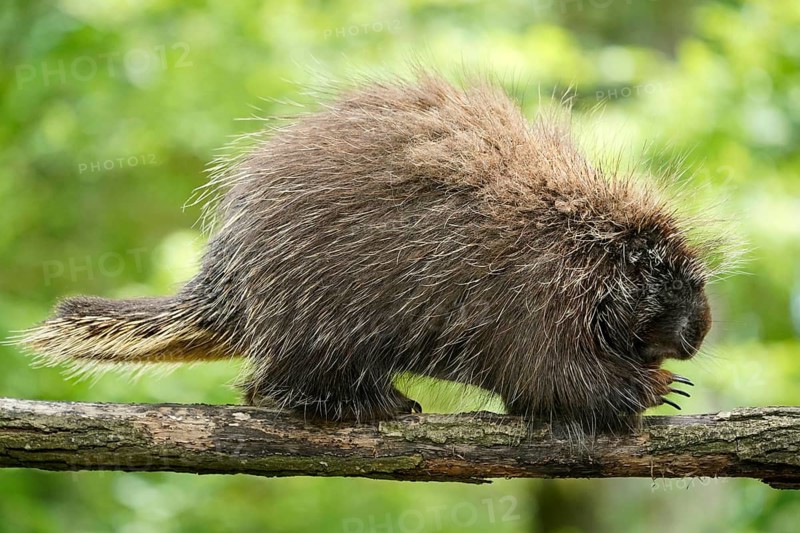 New World porcupine (Urson Erethizon Dorsatum) climbing on a branch