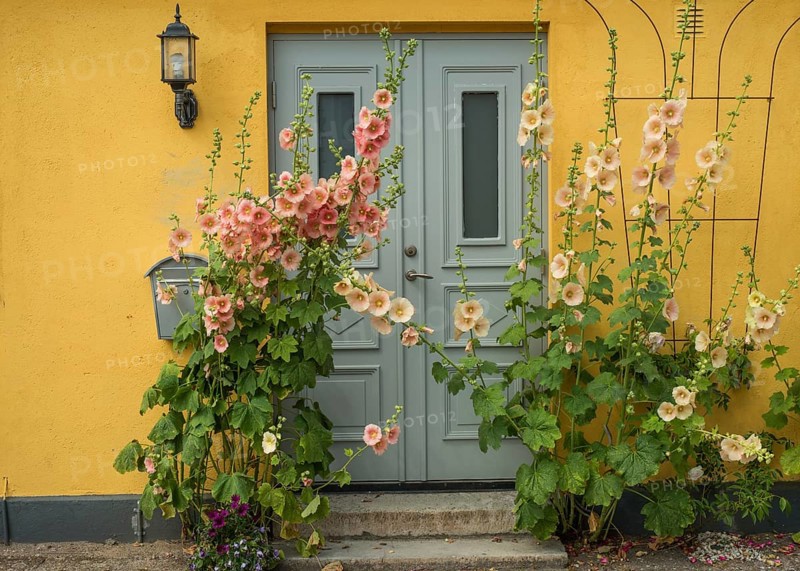 Hollyhocks (Alcea rosea) at a gate in a yellow house in a small street in the idyllic downtown of Ystad