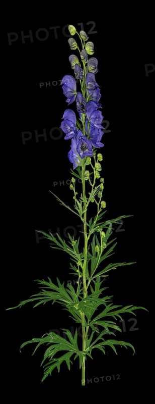 Monkshood (Aconitum napellus)
