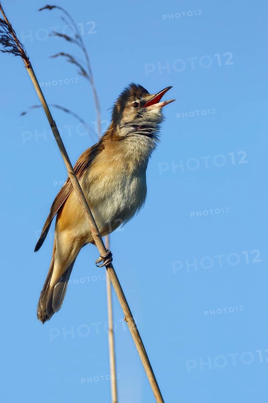 Great Reed Warbler (Acrocephalus arundinaceus) at the singing place on a reed stalk