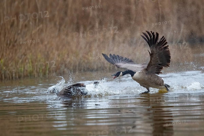 A Canada goose (Branta canadensis) gander chases a rival across the water surface during courtship