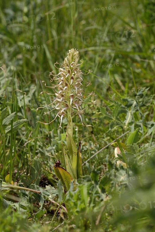 Bocksriemenzunge (Himantoglossum hircinum)