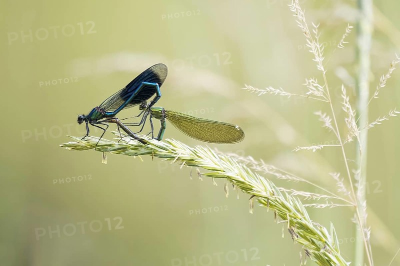 Banded demoiselles (Calopteryx splendens)