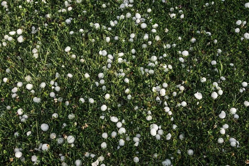 Golfball-sized hailstones in meadow